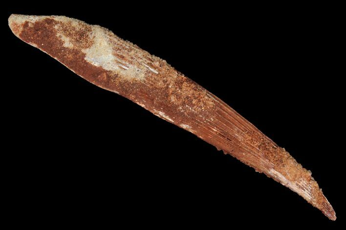 Fossil Shark (Hybodus) Dorsal Spine - Morocco #106573